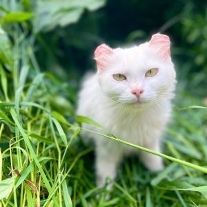 Баюнь -  животные в добрые руки Муришка