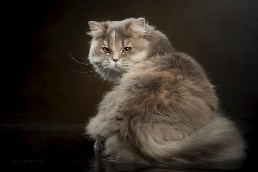 Длинношерстные кошки - животные в добрые руки Муришка