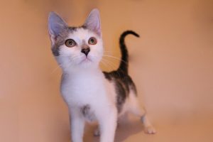 Лёвушка - 0-6 месяцев животные в добрые руки Муришка