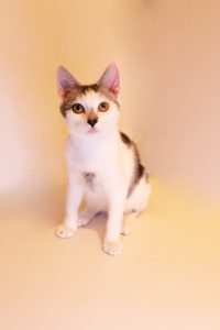 Лёвушка - 0-6 месяцев животные в добрые руки Муришка