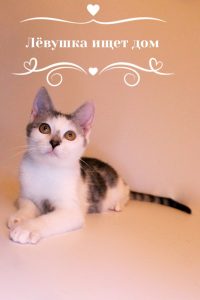 Лёвушка - 0-6 месяцев животные в добрые руки Муришка