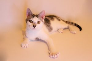 Лёвушка - 0-6 месяцев животные в добрые руки Муришка
