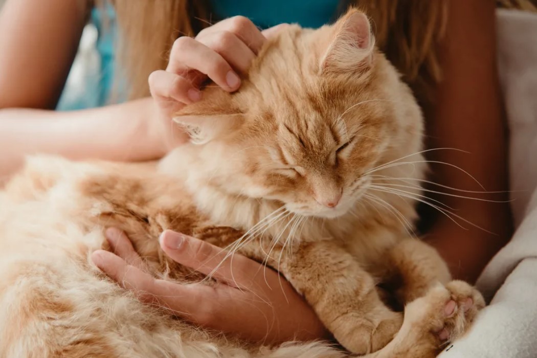 Почему кошки мурчат - животные в добрые руки Муришка