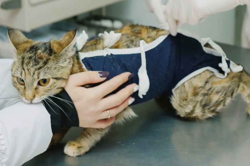 В каком возрасте стерилизуют кошек - Кошки животные в добрые руки Муришка
