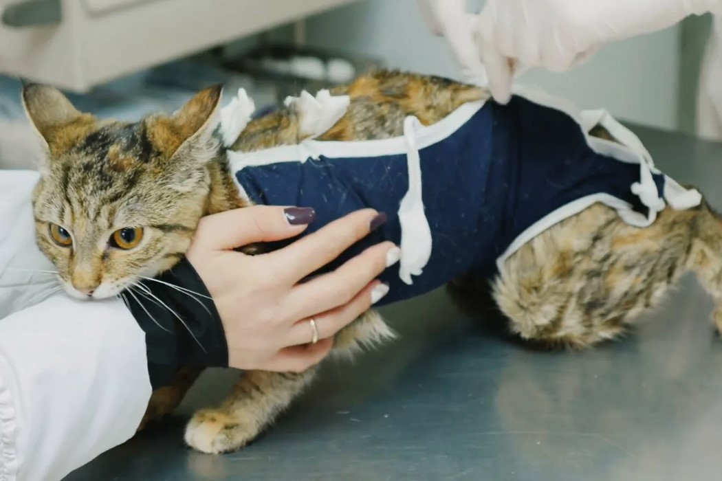 В каком возрасте стерилизуют кошек - Кошки животные в добрые руки Муришка