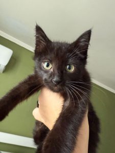 животные в добрые руки Муришка