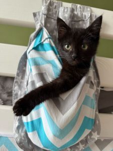 животные в добрые руки Муришка
