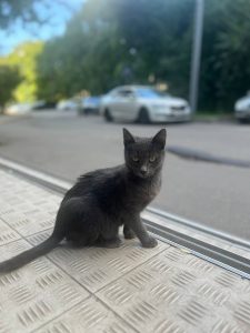 животные в добрые руки Муришка