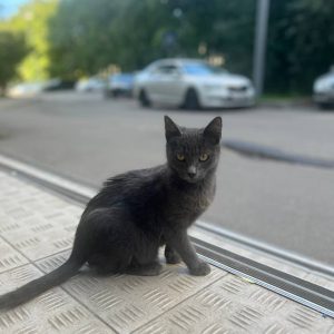 животные в добрые руки Муришка