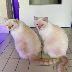 животные в добрые руки Муришка